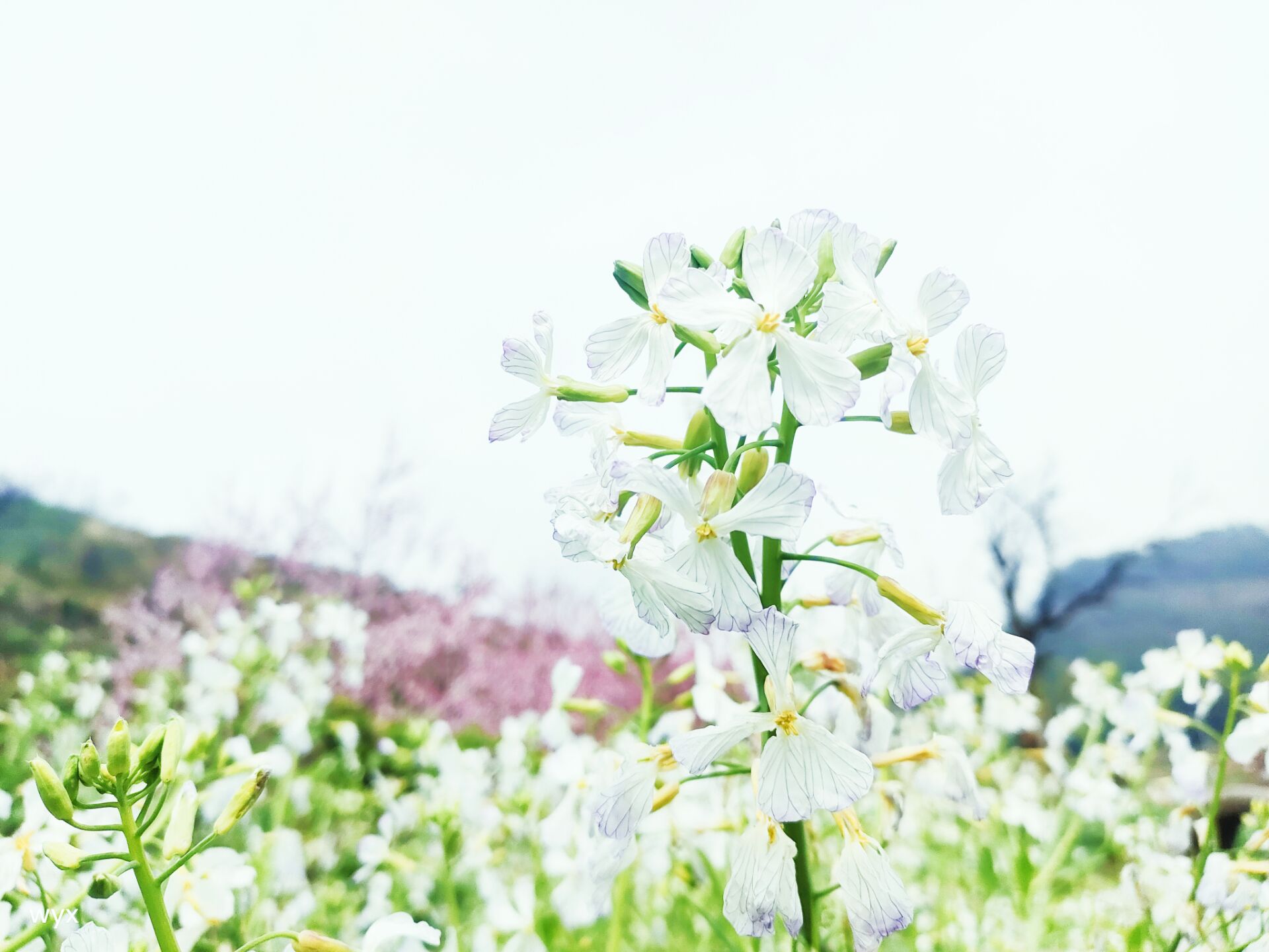 萝卜花一朵