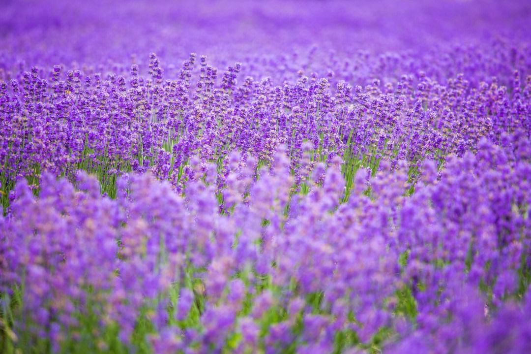 芈伊苒+我想要帝女花