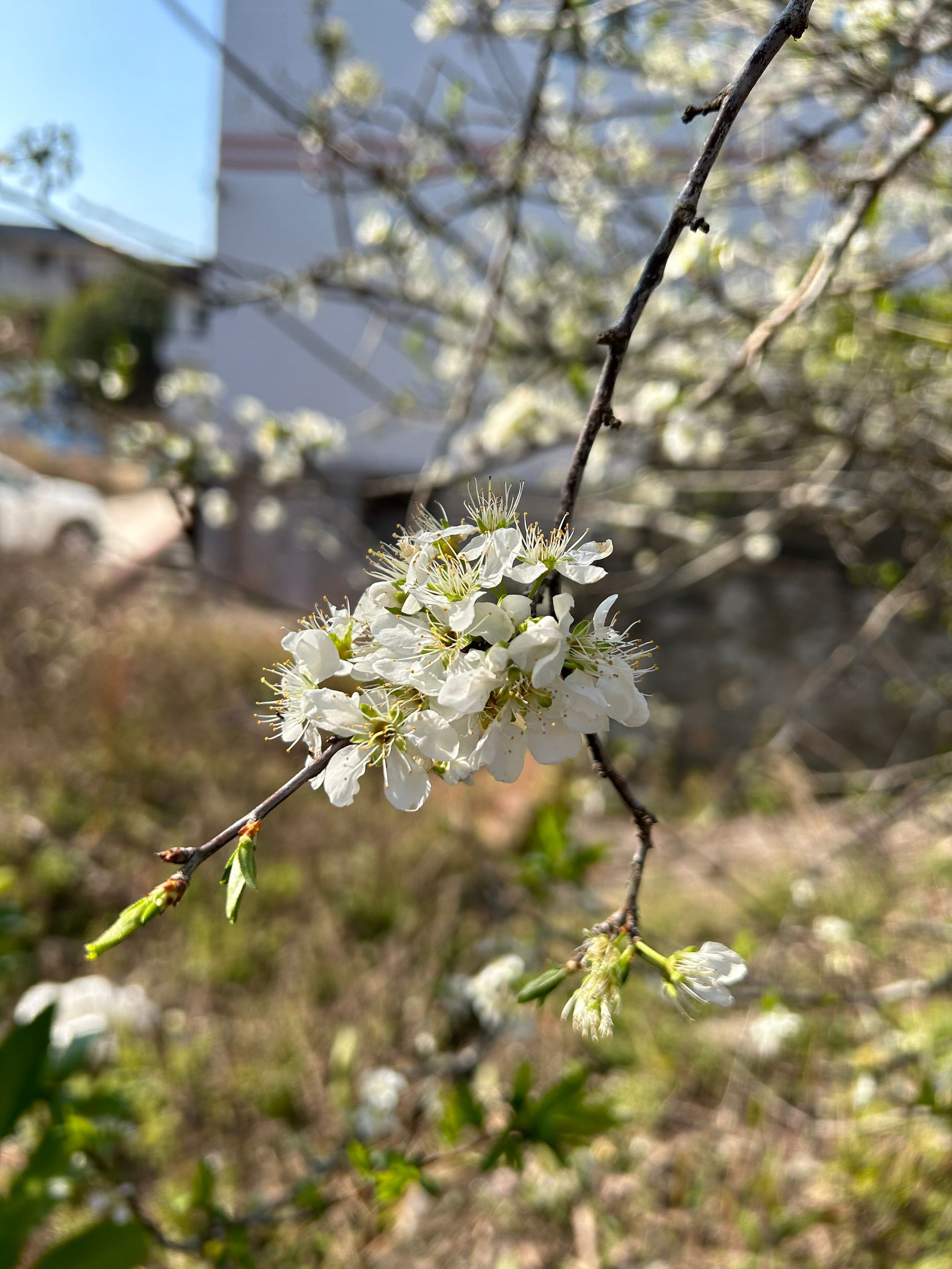 潴潴+花开盛世