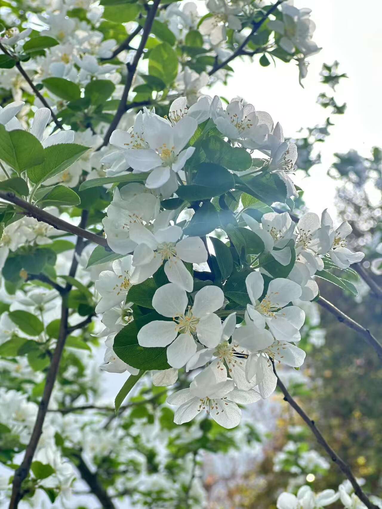 温珩+花开盛世