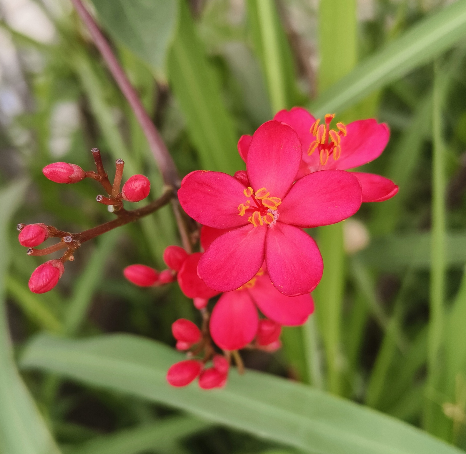 余川+花开盛世