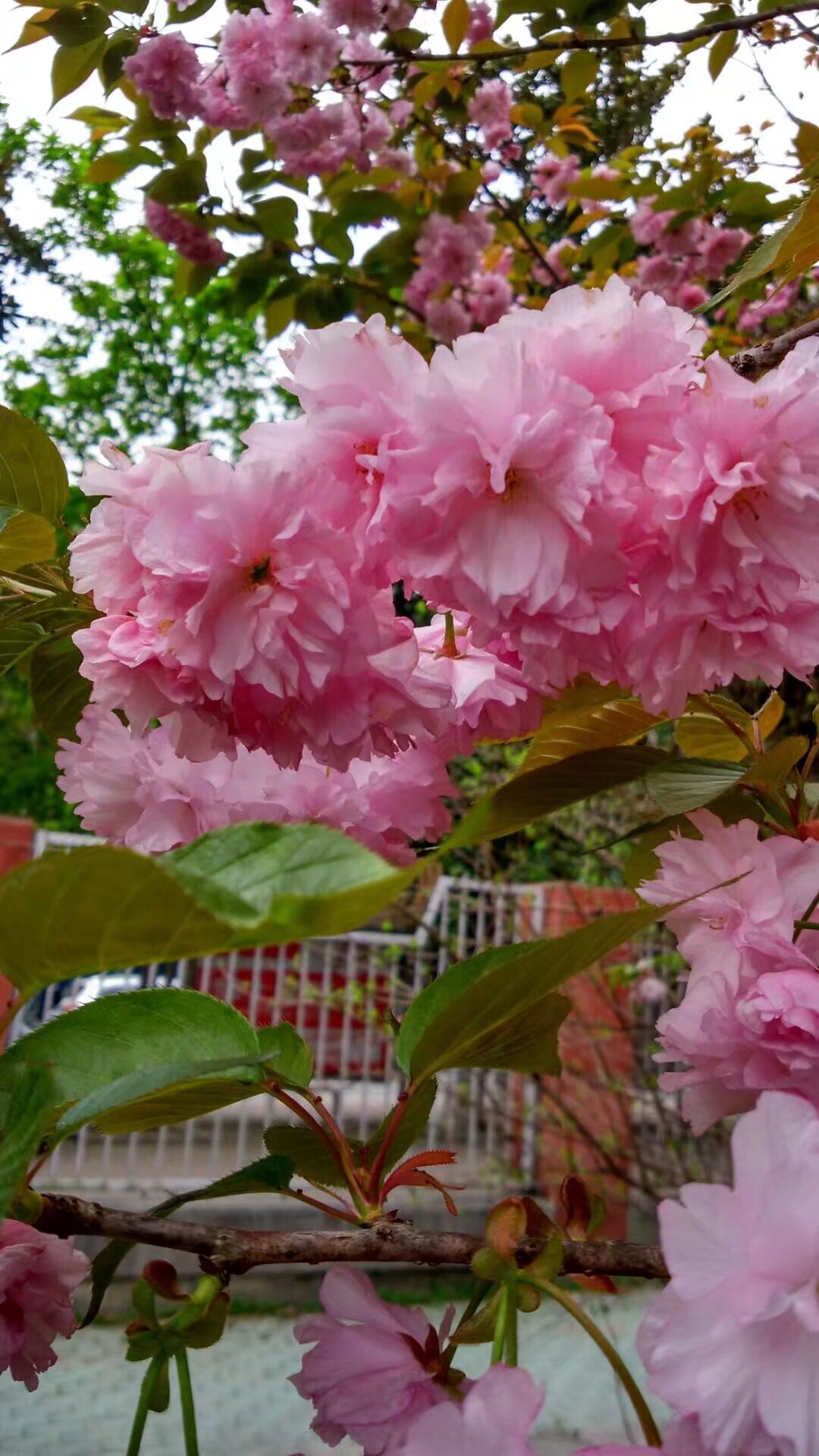 商陆+花开盛世